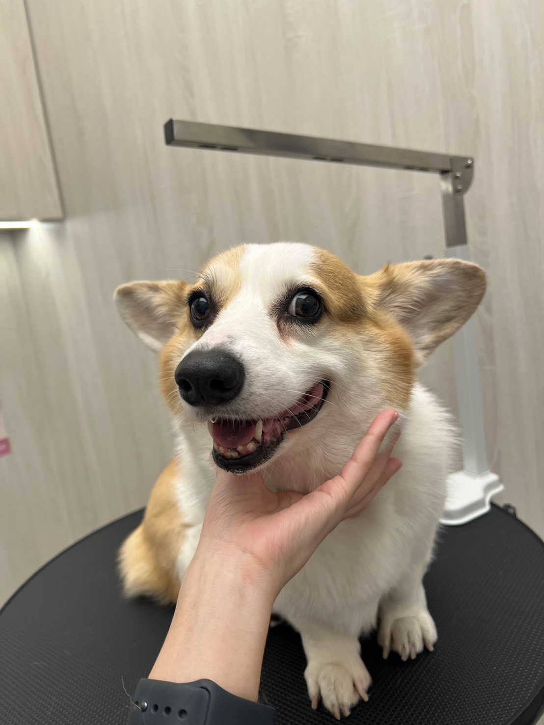 狗貓經典小美容