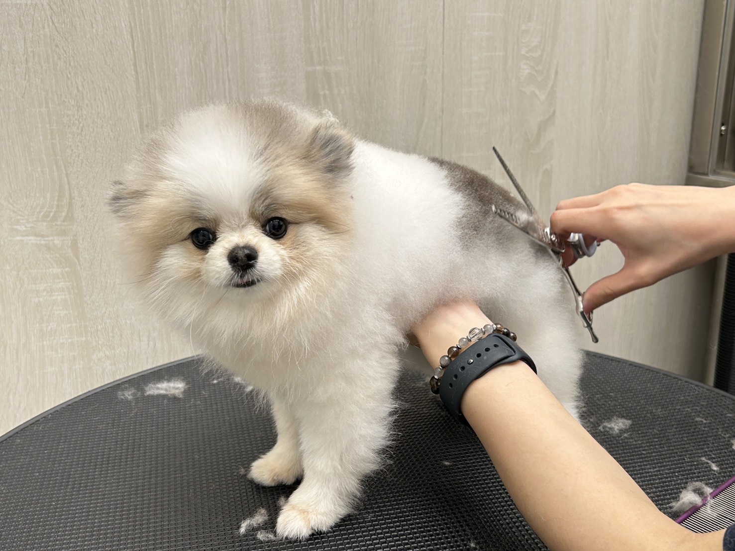 狗貓經典大美容